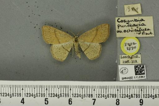 Cyclophora punctaria ab. ochreifusa Prout, 1913 - BMNHE_1713363_276099