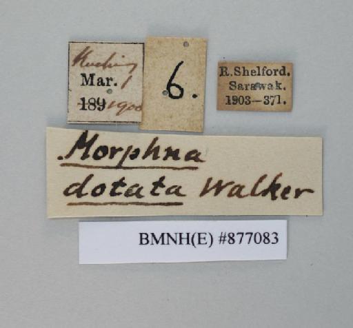 Morphna badia (von Wattenwyl, 1865) - Morphna badia Brunner von Wattenwyl, 1865, male, non type, labels. Photographer: Aging Wang. BMNH(E)#877083