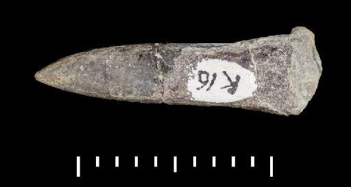 Parapassaloteuthis zieteni (Mayer-Eymar, 1884) - PI CC 1116 - belemnite