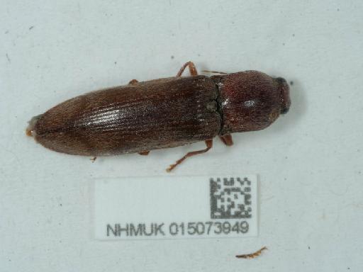 Stenagostus rhombeus (Olivier, 1790) - 015073949_2