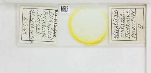 Strophingia cinerea Hodkinson, 1971 - 013471587_117219_1146780_835815_Type