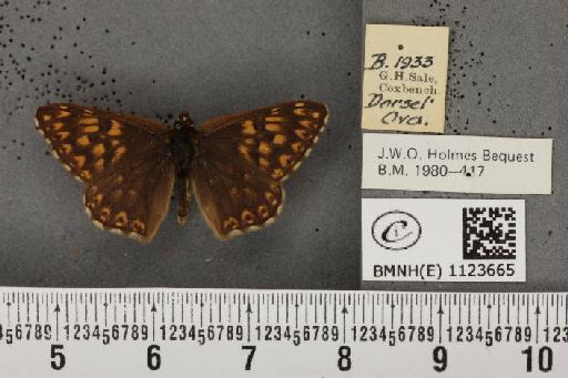 Hamearis lucina (Linnaeus, 1758) - BMNHE_1123665_78553