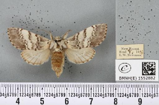 Drymonia ruficornis ab. argentea Closs, 1916 - BMNHE_1552882_243671