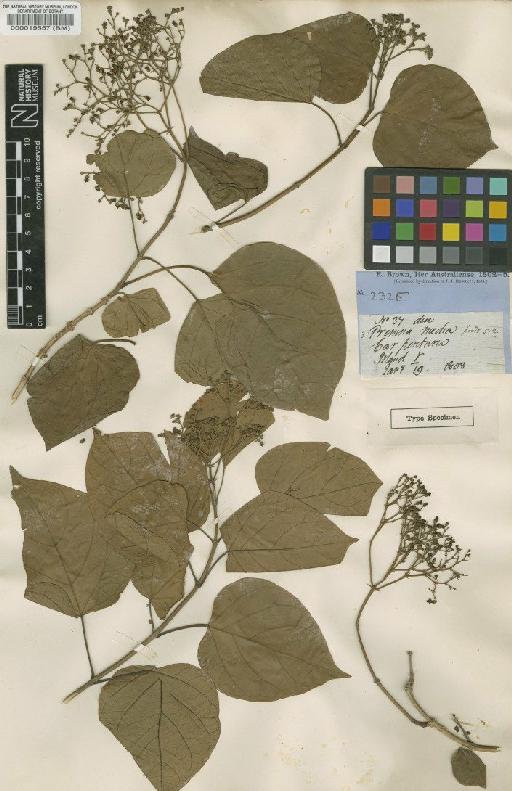Premna obtusifolia R.Br. - BM000019557