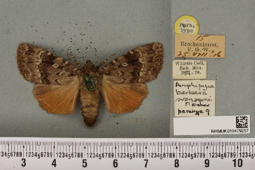 Amphipyra berbera svenssoni Fletcher, D.S., 1968 - NHMUK_010479257_571652