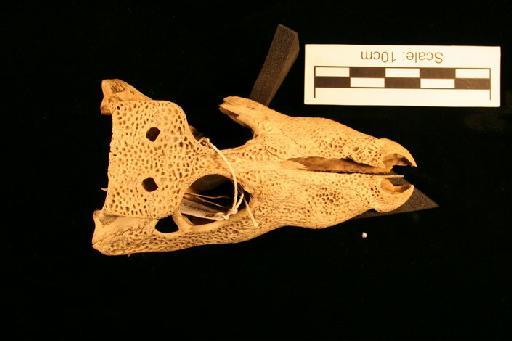 Osteolaemus tetraspis Cope, 1861 - O_tetraspis_62.6.30.6(cran2)