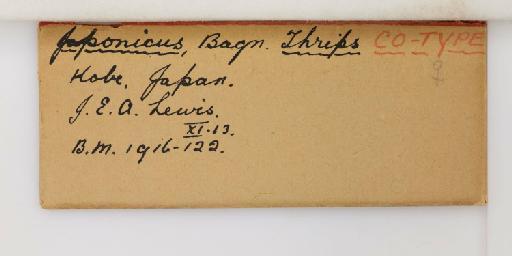 Thrips japonicus Bagnall, 1914 - 014309401_additional