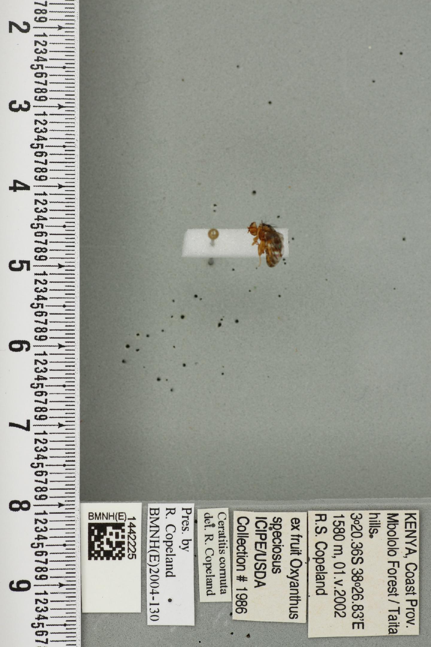 Ceratitis cornuta