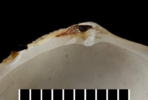 Lucina leucophaeota subterclass Euheterodonta Reeve, 1850 - 196383-1 (b)