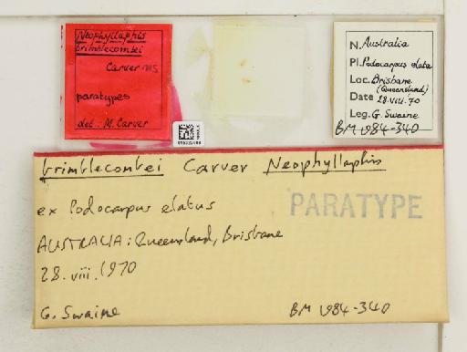 Neophyllaphis brimblecombei Carver, 1971 - 015322498_112851_1095340_157662_Type