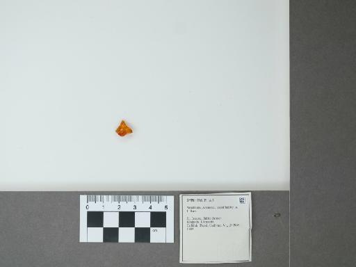 Araneida - 014871985_main