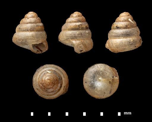 Sitala phulongensis Godwin-Austen - 1903.7.1.475, SYNTYPE, Sitala phulongensis Godwin-Austen