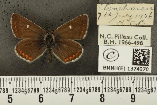 Aricia artaxerxes artaxerxes (Fabricius, 1793) - BMNHE_1374970_177230