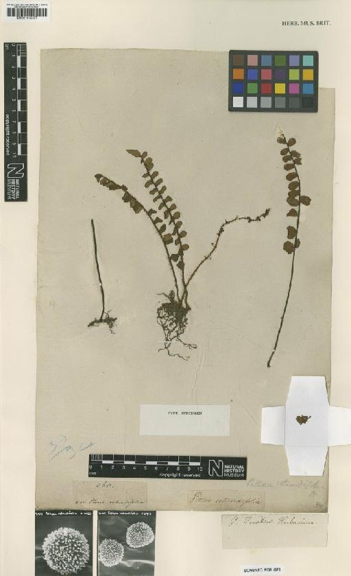 Pellaea rotundifolia (G.Forst.) Hook. - BM001048407