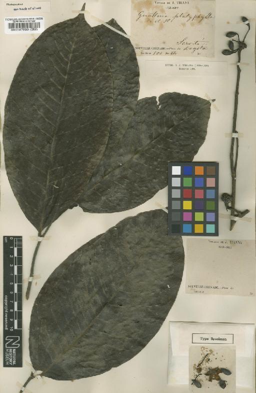 Guatteria platyphylla Triana & Planch. - BM000547299