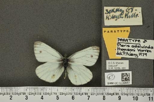 Pieris napi thomsoni Warren, 1968 - BMNHE_1130657_86038