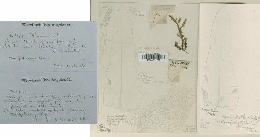 Calyptothecium acutifolium (Brid.) Broth. in Paris - BM000987752