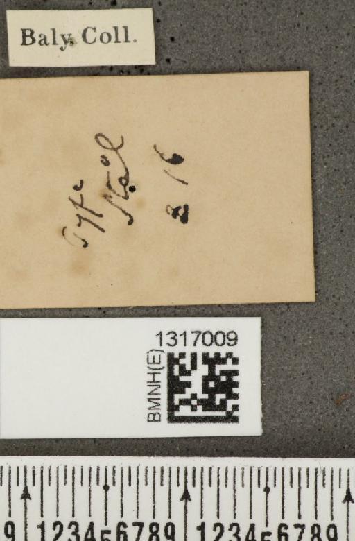 Calligrapha (Polyspila) multiguttata Stål, 1859 - BMNHE_1317009_a_label_15929