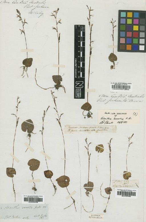 Acianthus exsertus R.Br. - BM000990465