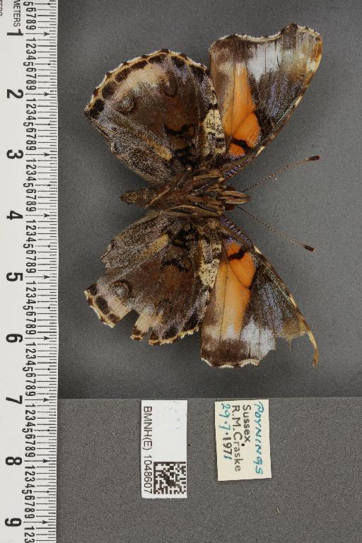 Vanessa atalanta ab. klemensiewiczi Schille, 1896 - BMNHE_1048607_43820