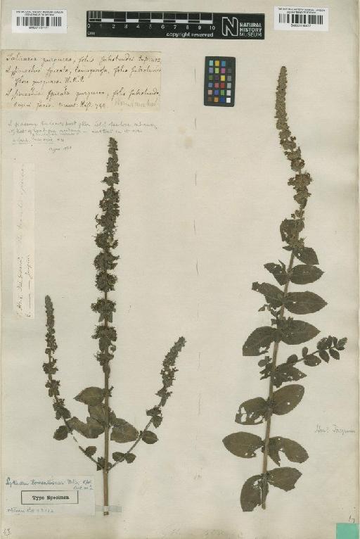 Lythrum tomentosum Mill. - BM001134412