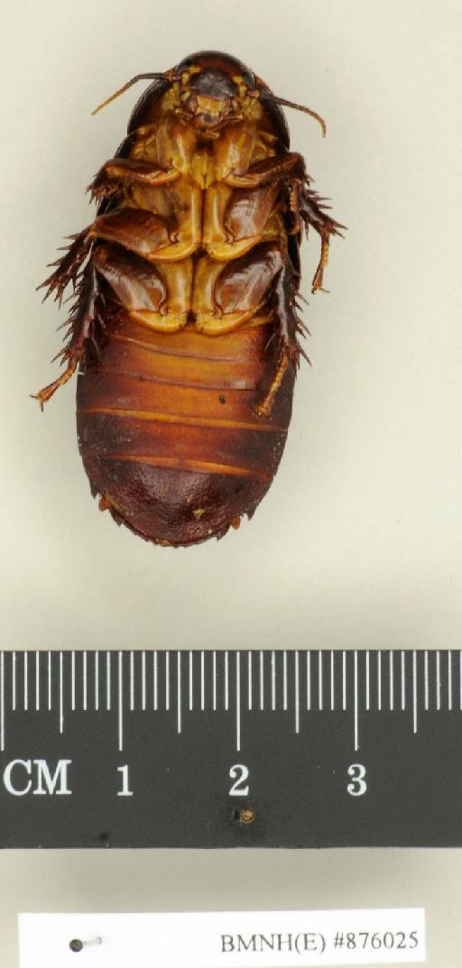Panesthia angustipennis cognata Bei-Bienko, 1969 - Panesthia angustipennis cognata Bei-Bienko, 1969, female, non type, ventral. Photographer: Edward Baker. BMNH(E)#876025