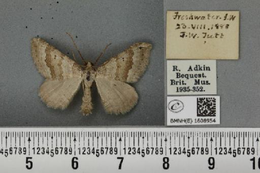 Scotopteryx bipunctaria cretata (Prout, 1937) - BMNHE_1608954_305328