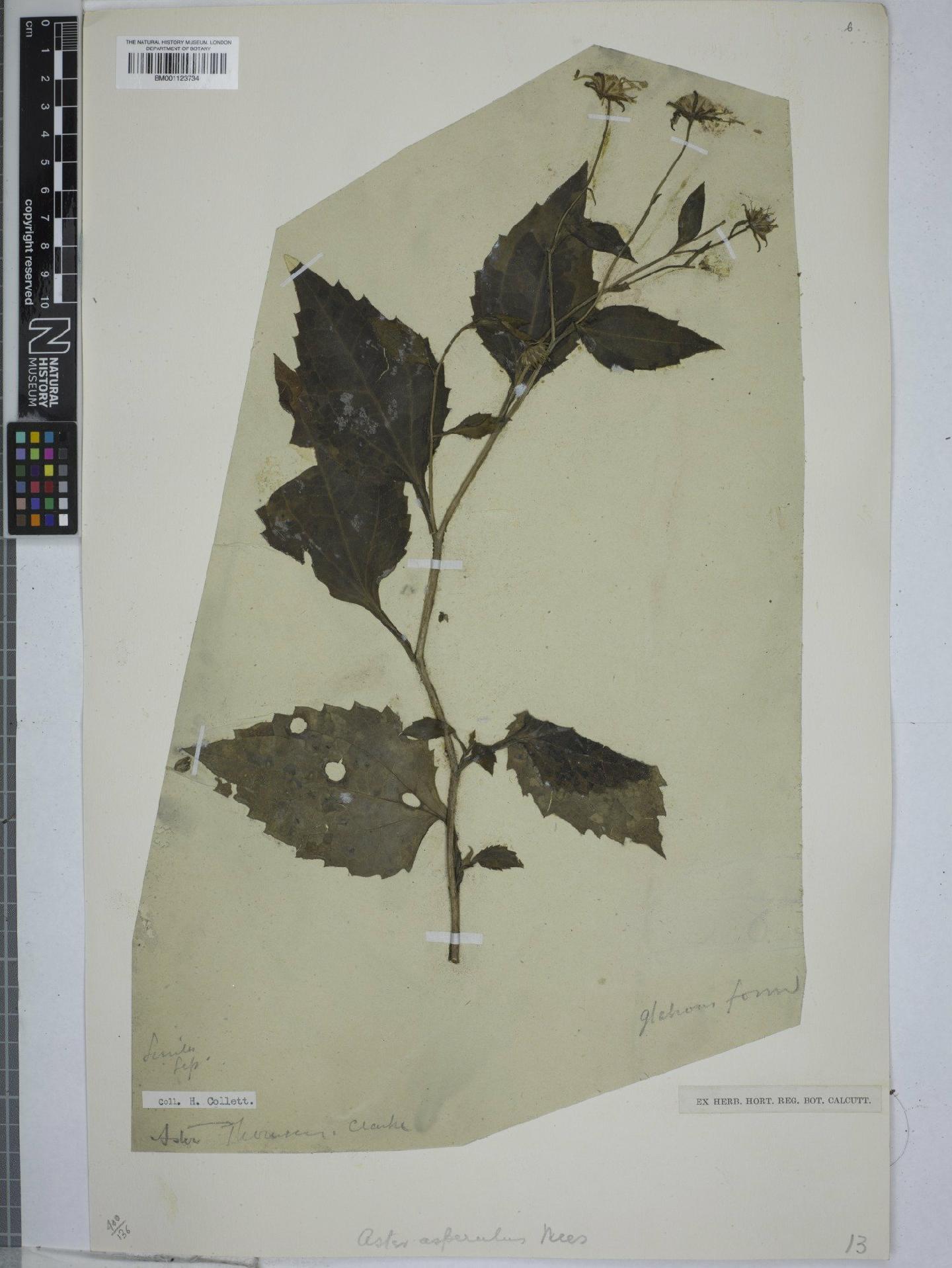 To NHMUK collection (Aster thomsonii C.B.Clarke; NHMUK:ecatalogue:9150277)