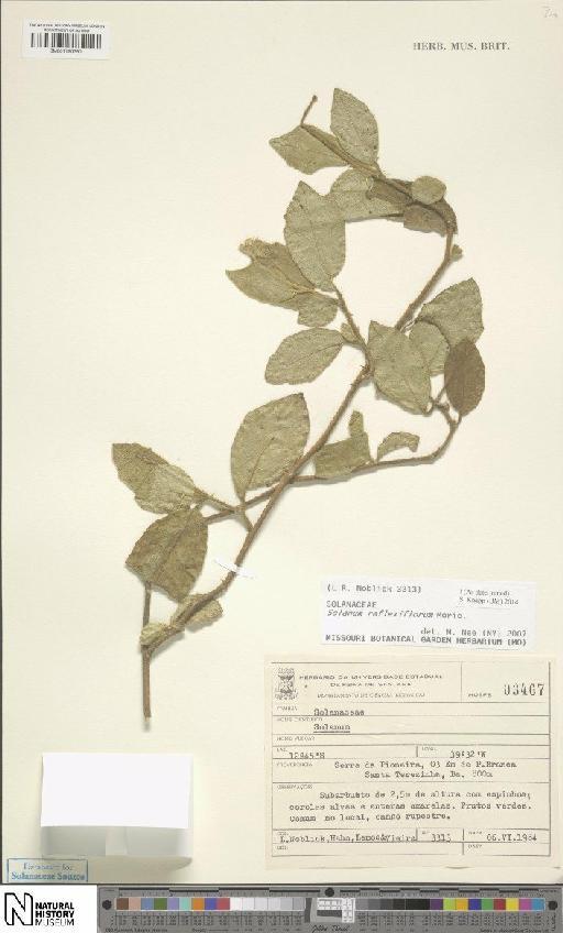 Solanum reflexiflorum Moric. ex Dunal - BM001120390