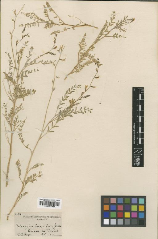 Astragalus coahuilae M.E.Jones - BM000931684