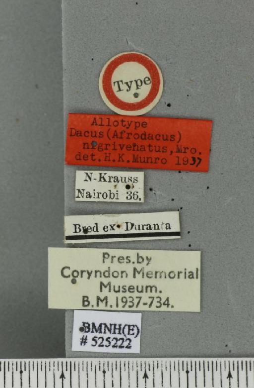 Bactrocera (Daculus) nigrivenata (Munro, 1937) - BMNHE_525222_label_35128