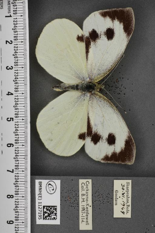 Pieris brassicae ab. fasciata Kiefer, 1918 - BMNHE_1127195_84316