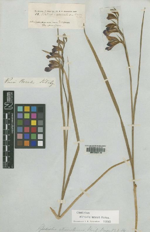 Gladiolus atroviolaceus Boiss. - BM000602184
