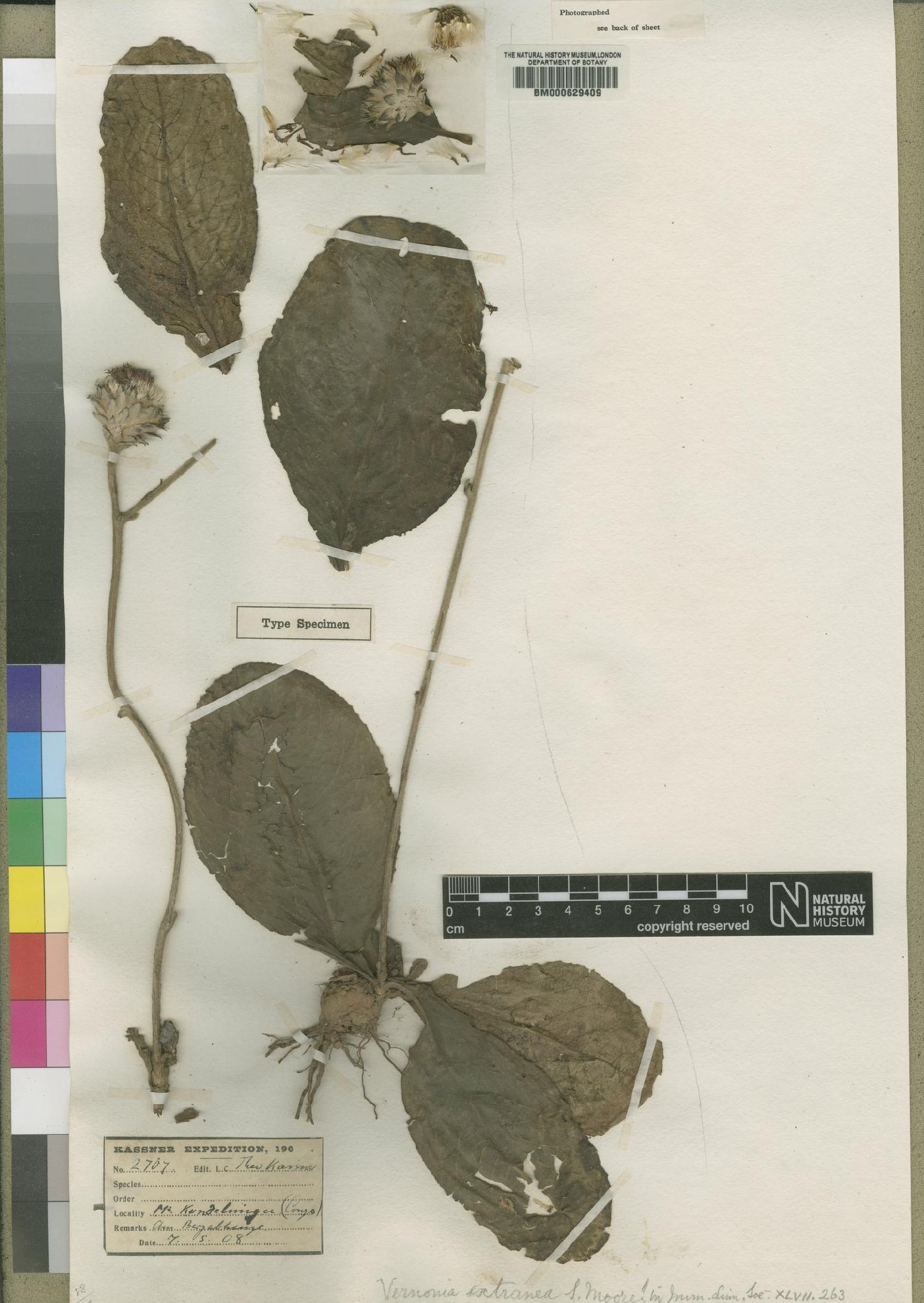 To NHMUK collection (Vernonia extranea Moore; Type; NHMUK:ecatalogue:4526365)