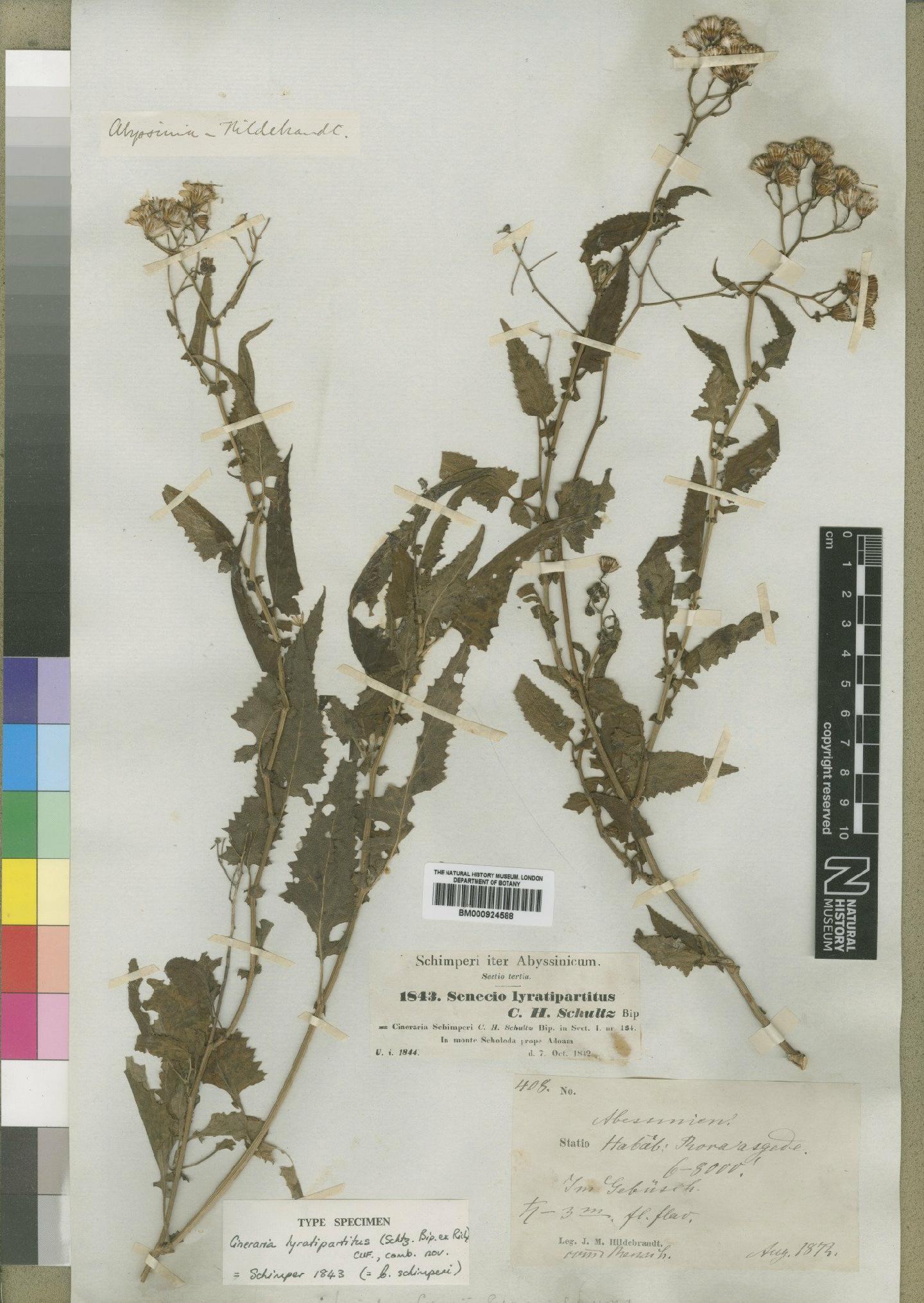 To NHMUK collection (Cineraria lyratipartita Cufod; Type; NHMUK:ecatalogue:4529600)