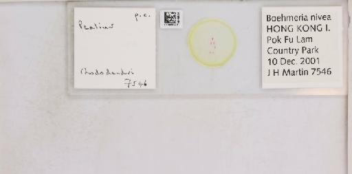 Pealius rhododendrae Takahashi, 1935 - 013488223_117725_1092324_157653_NonType