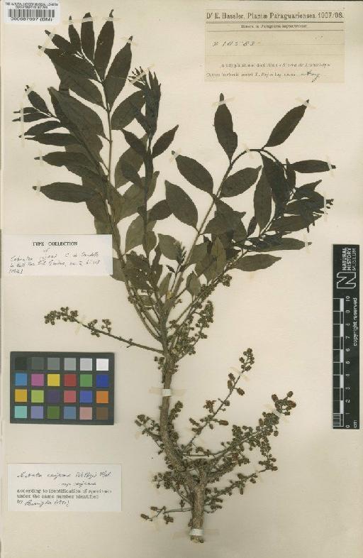 Cabralea canjerana var. conjerana (Vell.) Mart. - BM000087907