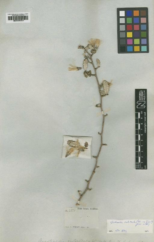 Gochnatia intertexta (C.Wright ex Griseb.) Jervis & Alain - BM000947906