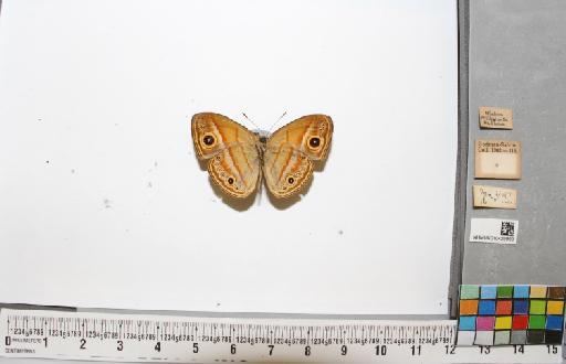 Mycalesis ita Felder - NHMUK010429999_2_Mycalesis_ita_C