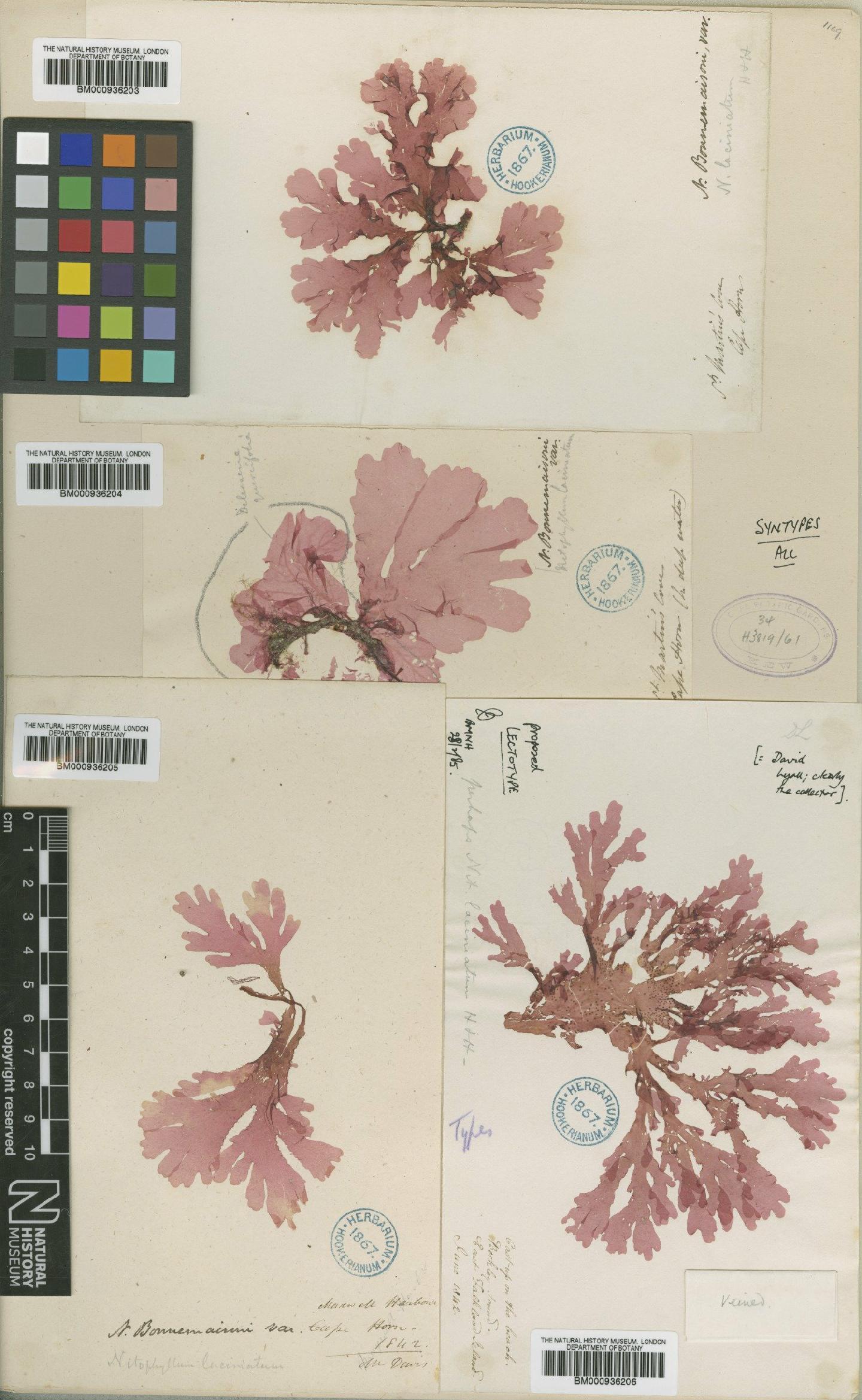 To NHMUK collection (Hymenena laciniata (Hook. & Harv.) Kylin; Syntype; NHMUK:ecatalogue:437423)