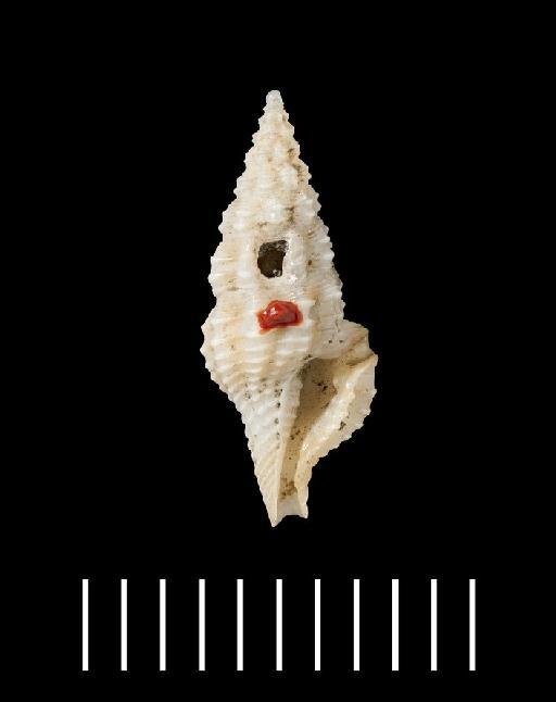 Clavatula spurca Hinds, 1843 - 1879.2.26.53_a