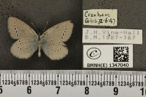 Cupido minimus (Fuessly, 1775) - BMNHE_1347040_150580