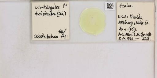 Pealius rhododendrae Takahashi, 1935 - 013488232_117725_1092324_157842_NonType