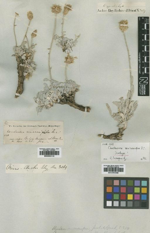 Centaurea mucronifera DC. - BM000906193