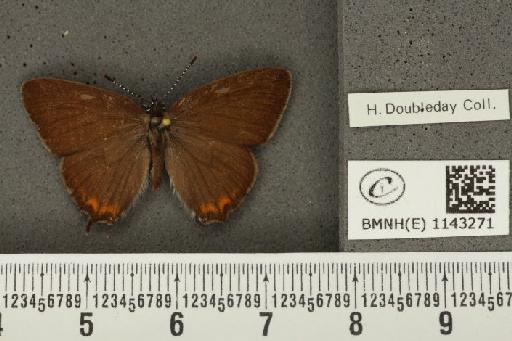 Satyrium pruni (Linnaeus, 1758) - BMNHE_1143271_96810