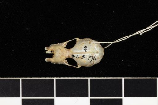 Rhinolophus javanicus Andersen, 1918 - 1909_1_5_174-Rhinolophus_javanicus-Type-Skull-dorsal