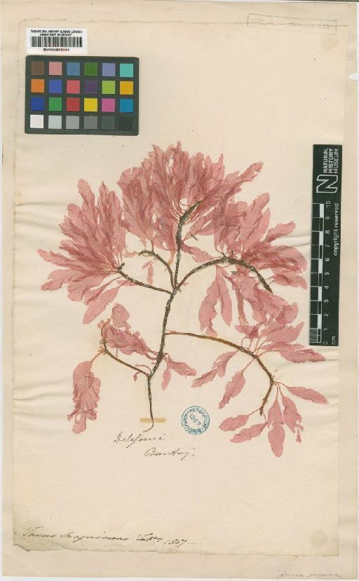 Delesseria sanguinea (Huds.) J.V.Lamour. - BM000905991
