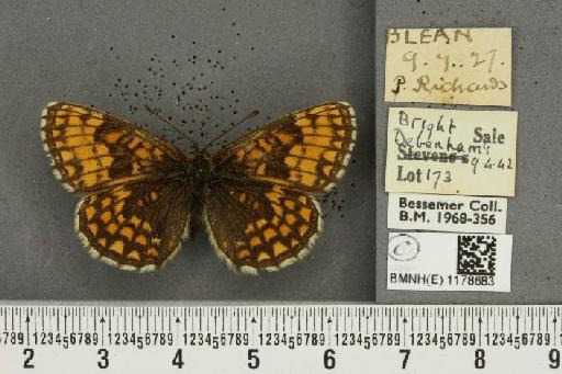 Melitaea athalia ab. atrovittata Turati, 1910 - BMNHE_1178683_56402