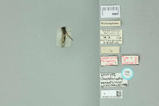 Hermetia aenea Lindner - 014588081_Labels_Dorsal