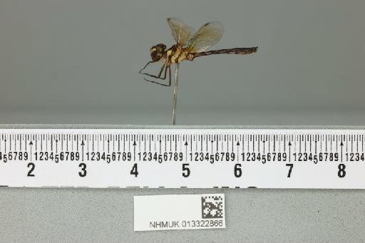 Tetrathemis aurea Fraser, 1924 - 013322866_lateral